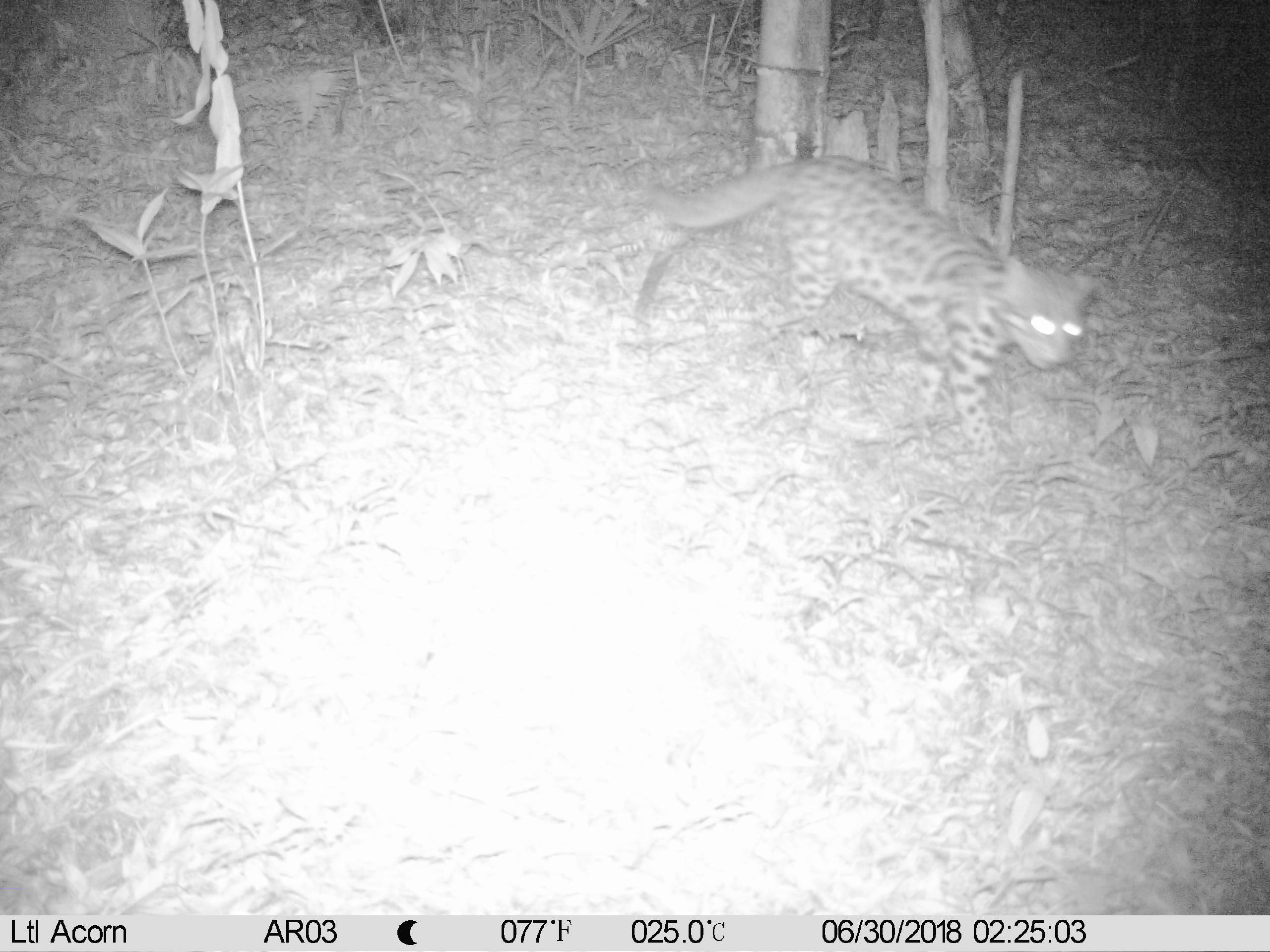 赤水桫椤国家级自然保护区红外相机监测项目首次发现猫科动物------豹猫