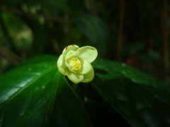 小黄花茶(Camellia luteoflora)